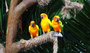 Jurong Bird Park 01 300x176 Top 8 Places to Visit in Singapore with Your Family – Book a Maxi Cab!